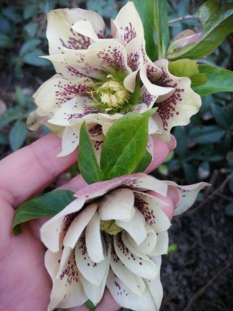  - Spânz helleborus 2020