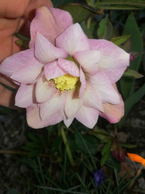 DE Pink - Spânz helleborus 2020