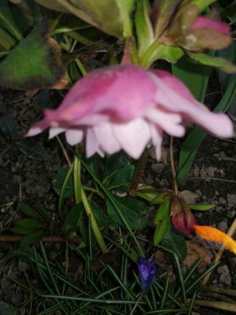 DE Pink - Spânz helleborus 2020