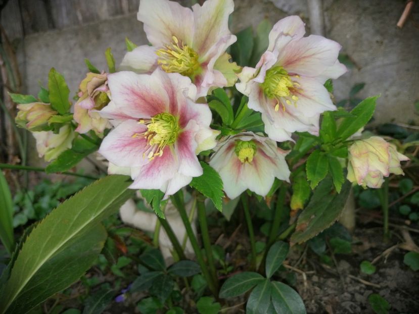  - Spânz helleborus 2020