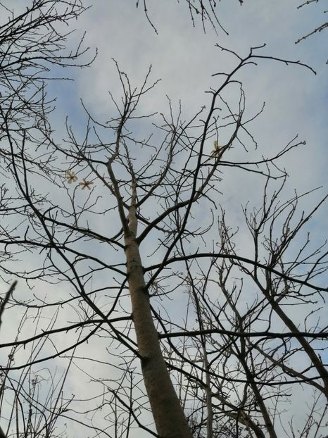 Magnolie - Martie 20