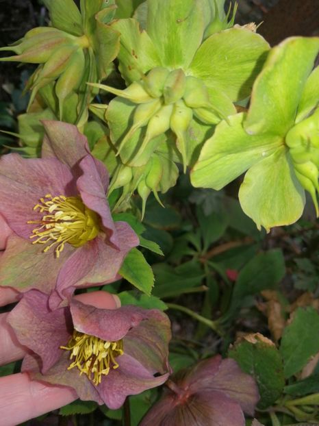  - Spânz helleborus 2020