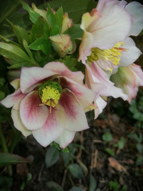  - Spânz helleborus 2020
