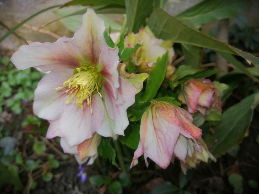  - Spânz helleborus 2020