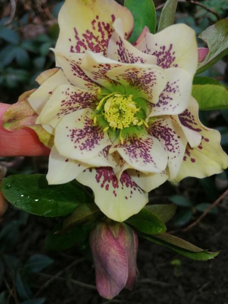  - Spânz helleborus 2020