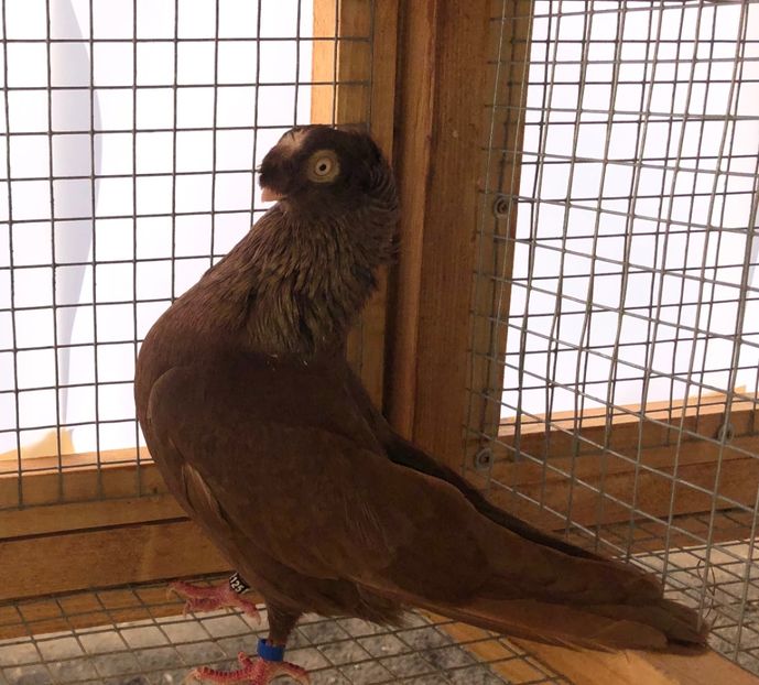 12125  mascul  2016 - Plecați ALBUM 2