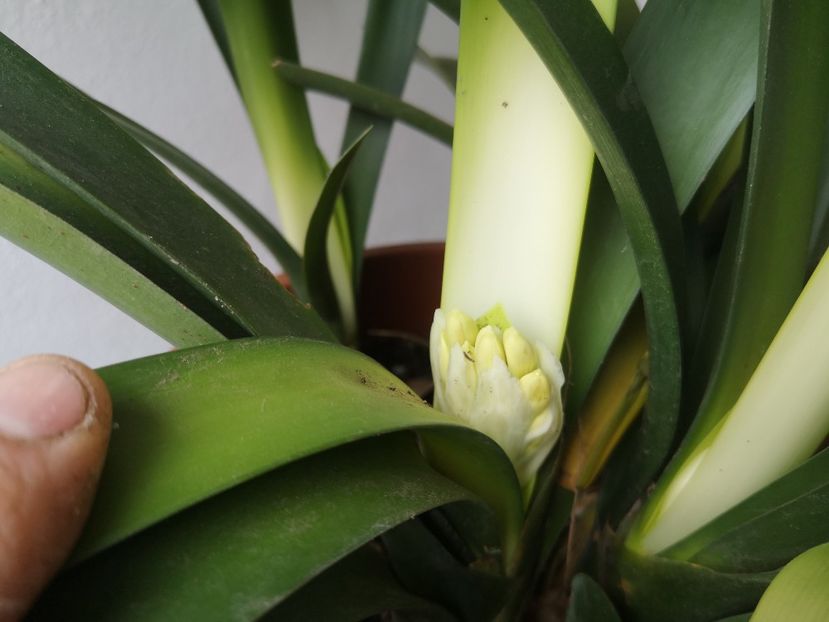 clivia portocalie - Flori apartament