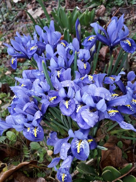 29.02. O ploaie dupa luni de asteptari - 1-primavara 2020