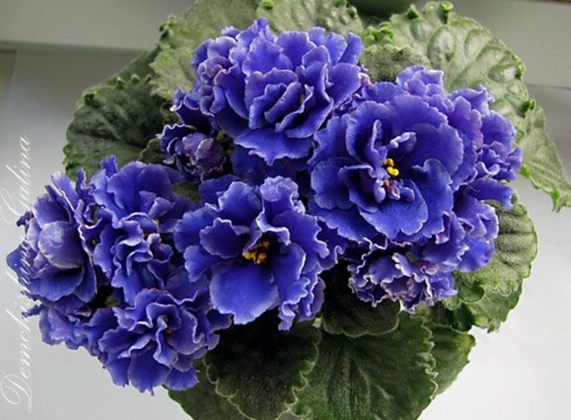 Lion s Little Sweetheart - Violete