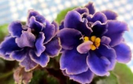 Lion s Little Sweetheart - Violete