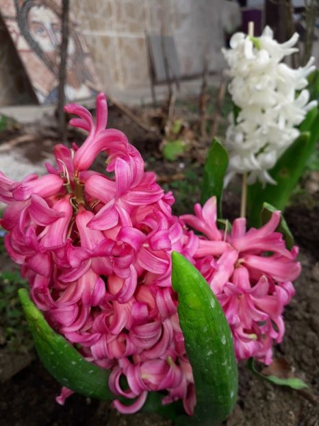 Abia plantate - 1-primavara 2020