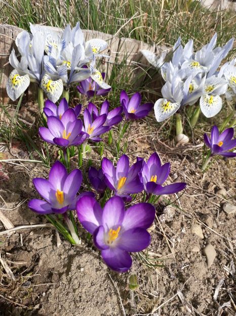 3.03 - 1-primavara 2020