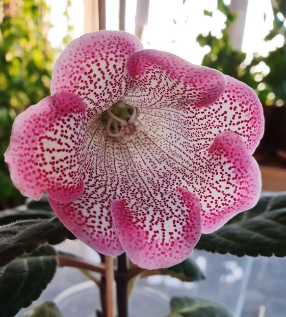  - Gloxinia 2020