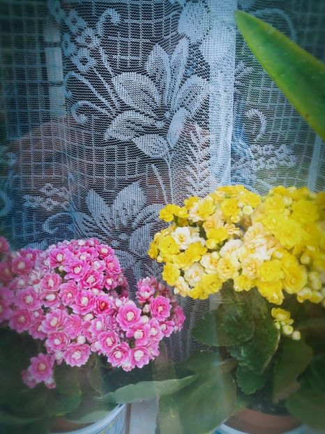 AirBrush_20170415092002 - Kalanchoe Blossfeldiana