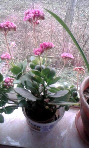 received_1955989501307317 - Kalanchoe Blossfeldiana