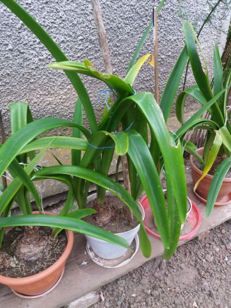  - Plante de interior afara 2018 vara