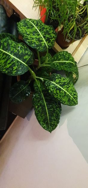 IMG-20191129-WA0016 - Dieffenbachia REFLECTOR