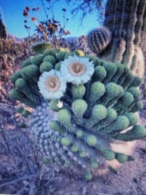 cactus-detail - suculente si cactusi