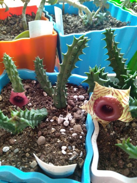  - Stapelia-Orbea-Huernia