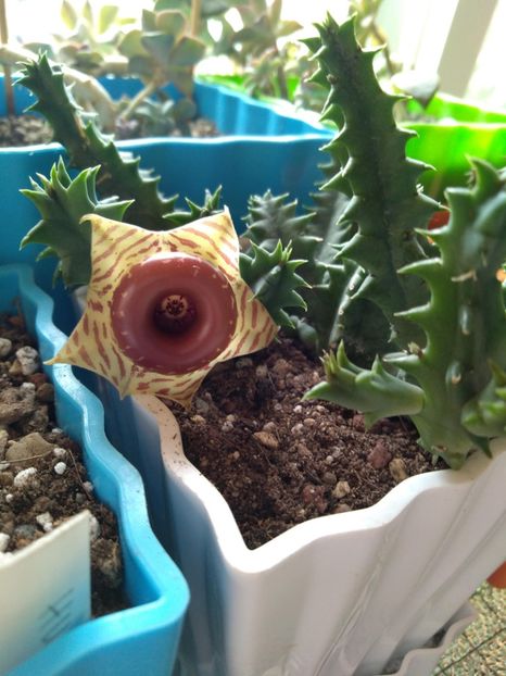  - Stapelia-Orbea-Huernia