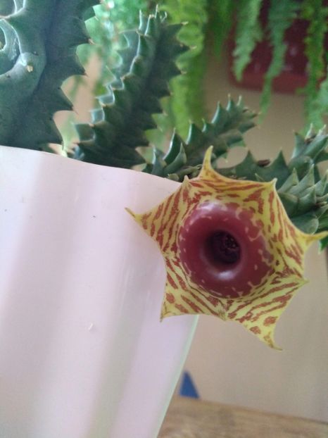  - Stapelia-Orbea-Huernia