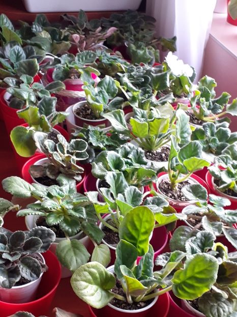 20200304_082639(0) - VIOLETE