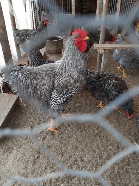  - Playmouth Rock 2020