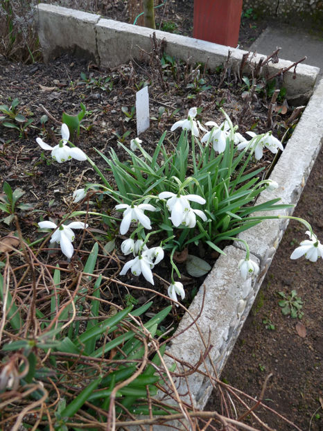  - 2020 - 01 - Primavara