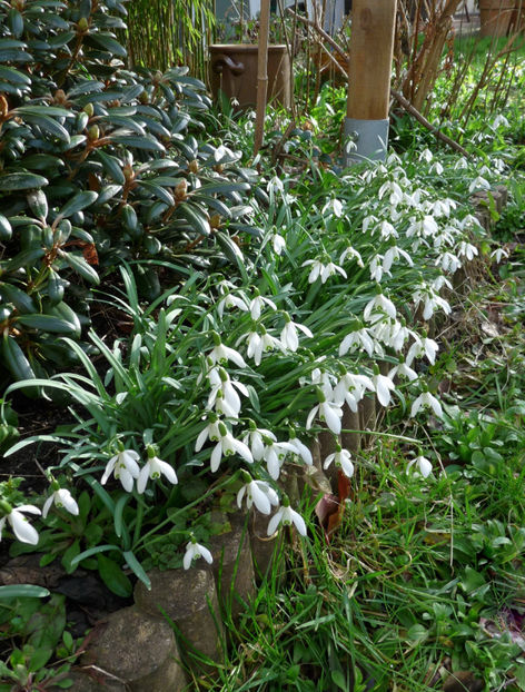 Vine vine primavara! - 2020 - 01 - Primavara