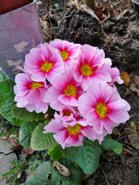  - 2020 - 01 - Primavara