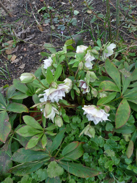  - 2020 - 01 - Primavara