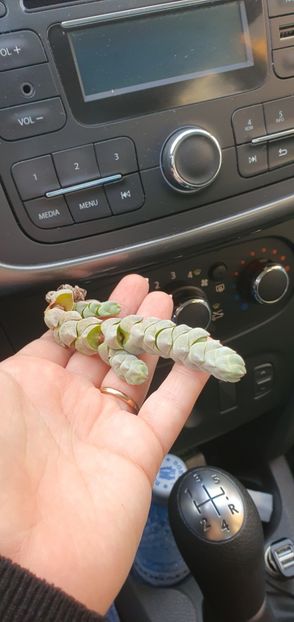  - CACTUSI rog identificare