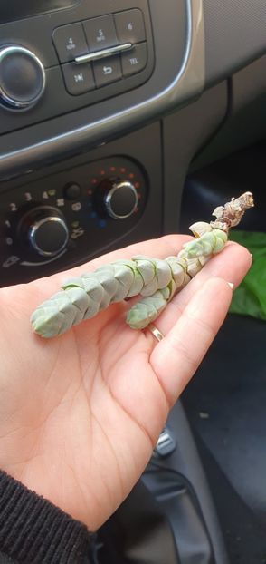  - CACTUSI rog identificare