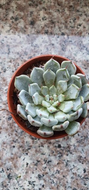  - CACTUSI rog identificare