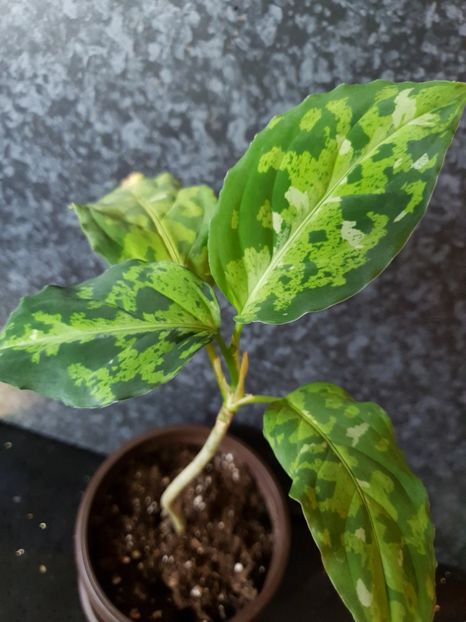  - Aglaonema Pictum Tricolour