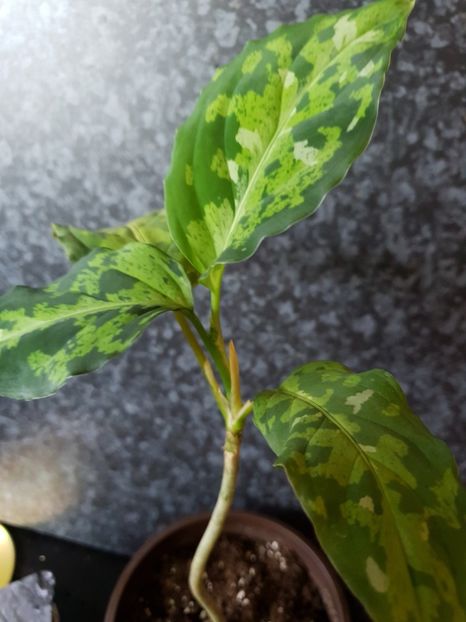  - Aglaonema Pictum Tricolour