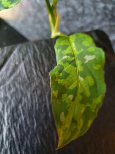  - Aglaonema Pictum Tricolour