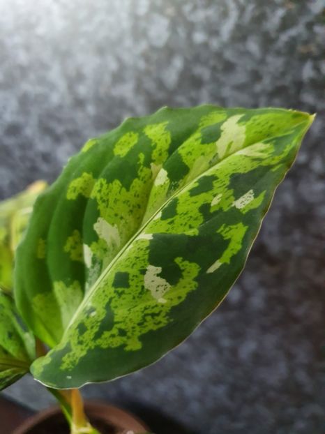  - Aglaonema Pictum Tricolour