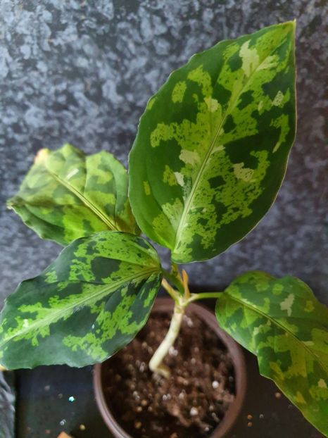  - Aglaonema Pictum Tricolour