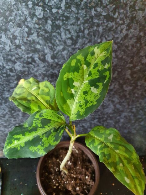  - Aglaonema Pictum Tricolour