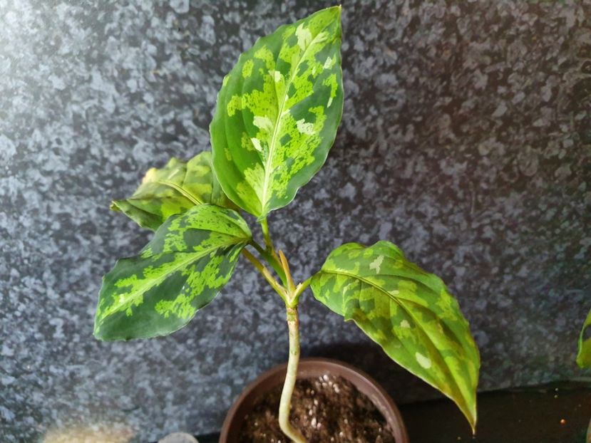  - Aglaonema Pictum Tricolour