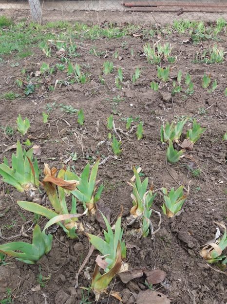  - Primavara lui 2020