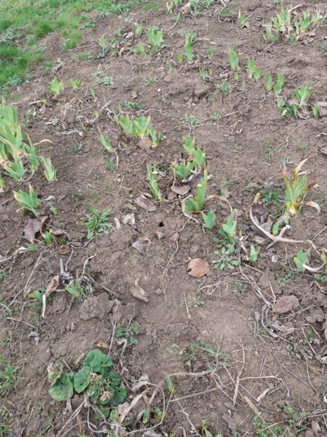  - Primavara lui 2020