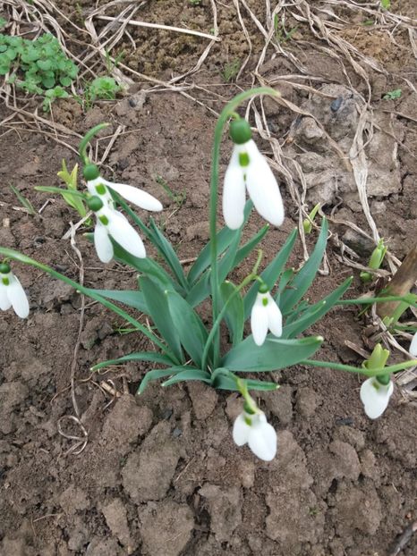  - Primavara lui 2020