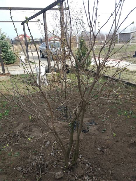  - Primavara lui 2020