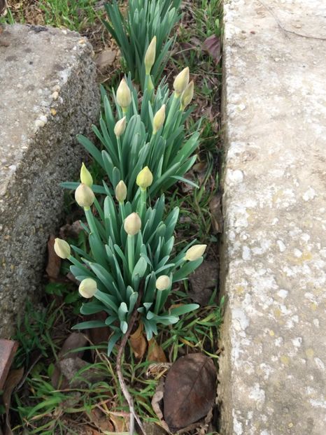  - Primavara lui 2020