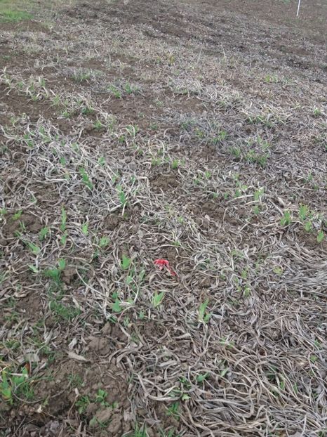  - Primavara lui 2020