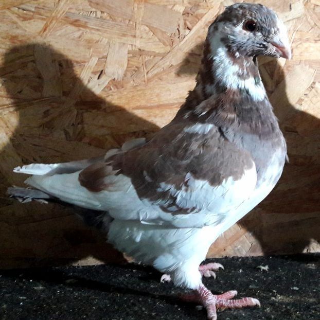  - 3---AGH DAȚI 2019 - 2025