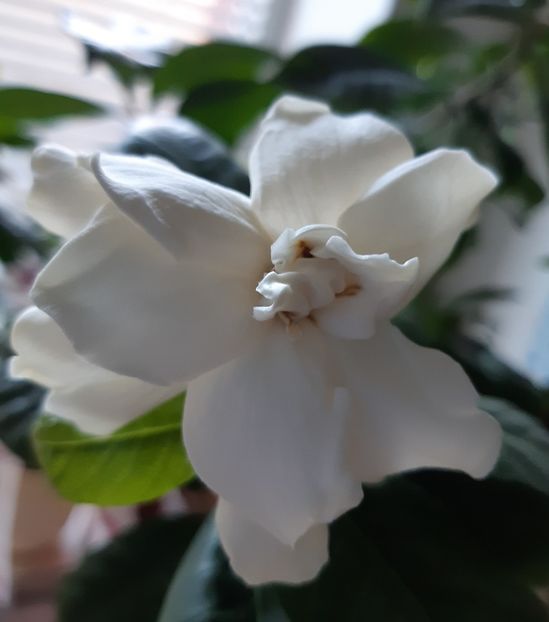  - GArdenia- Iasomie