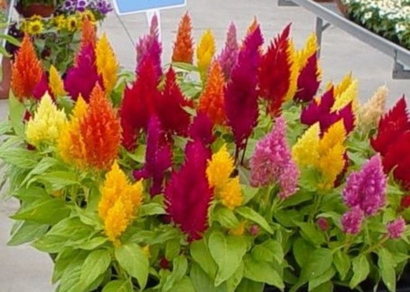  - SEMINTE CREASTA COCOSULUI - D 139 CELOSIA PLUMOSA